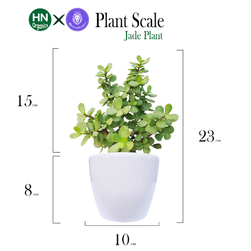 KUBER JADE for Luck – Abundance Plant with Affirmation (HN Organics x SpiritualBadeez)