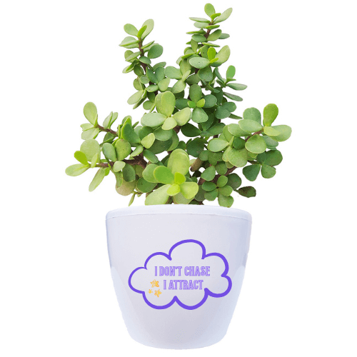 KUBER JADE for Luck  – Abundance Plant with Affirmation (HN Organics x SpiritualBadeez)